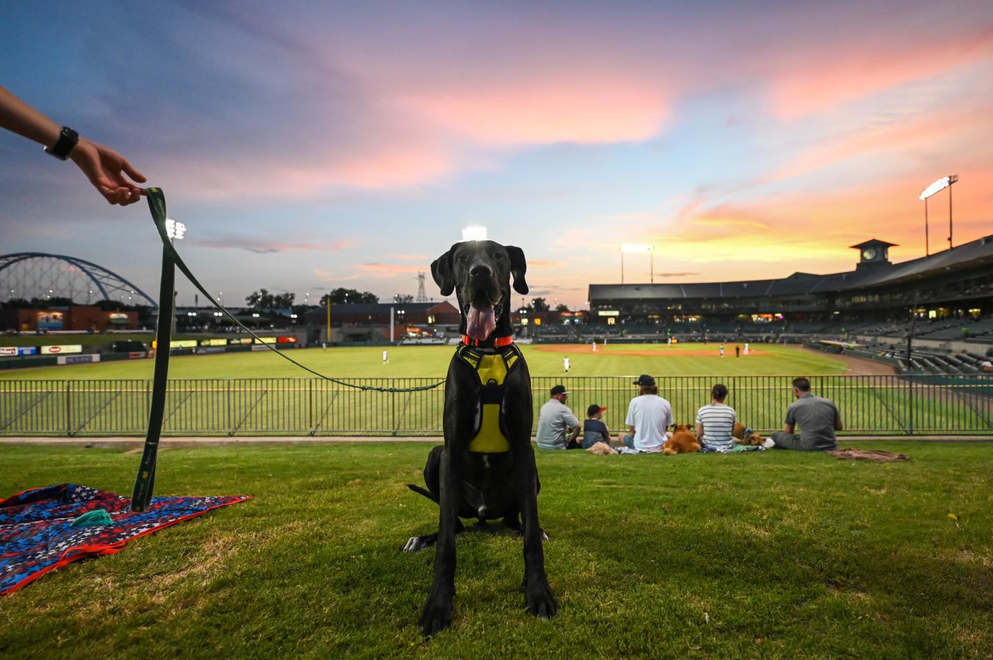 Dog at sunset on a baseball field.