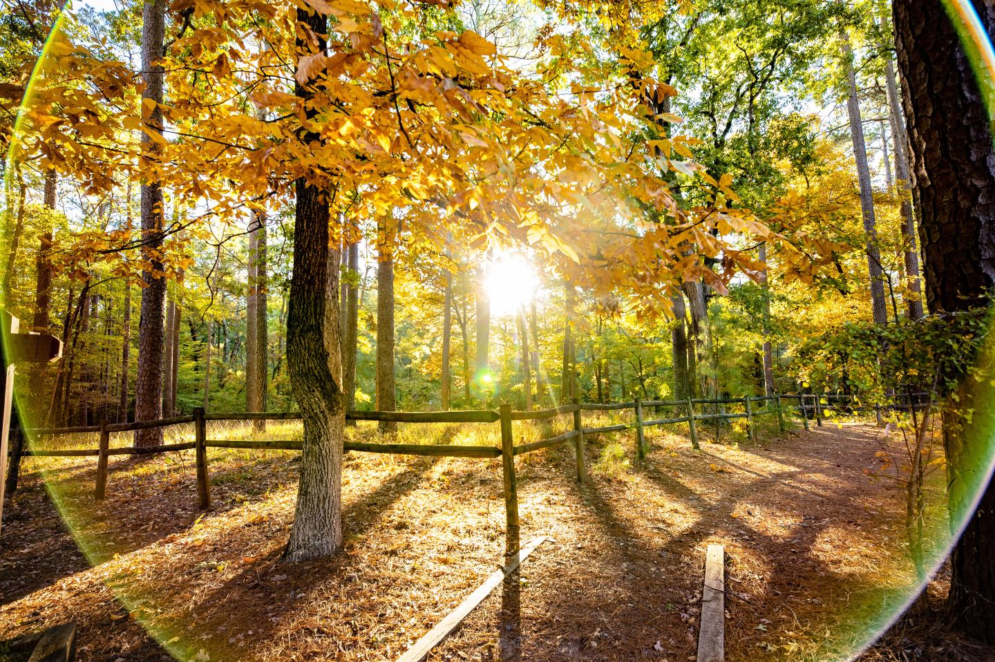 Sunlight streaming through autumn trees in a forest.