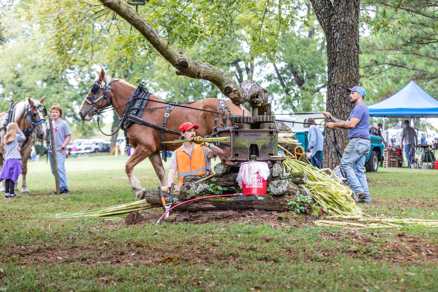 Horse pulling a large tree trunk in a park, with people observing nearby.