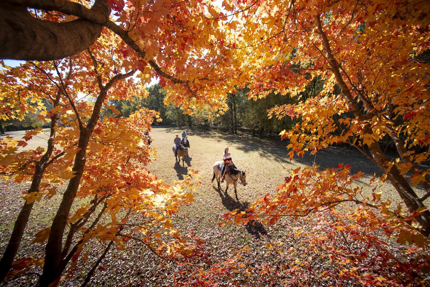 Horse riders in an autumn forest with vibrant orange leaves.