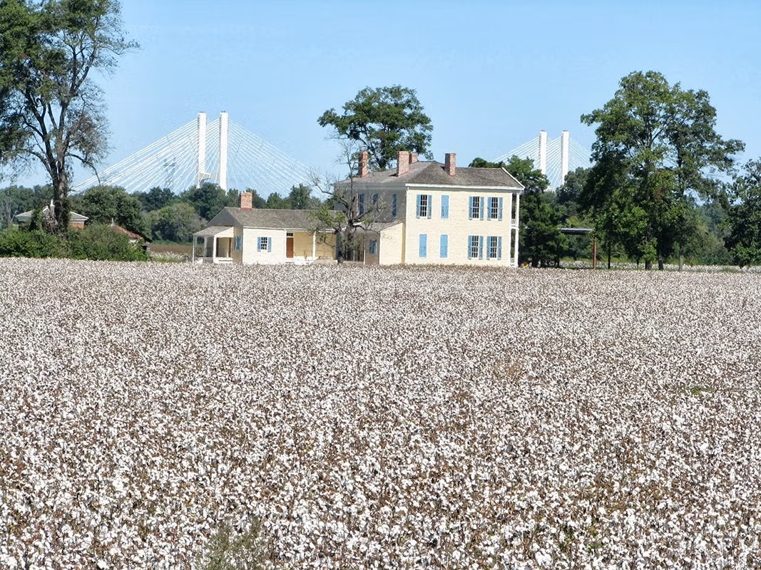 Large cotton field with a white house and bridge in the background.