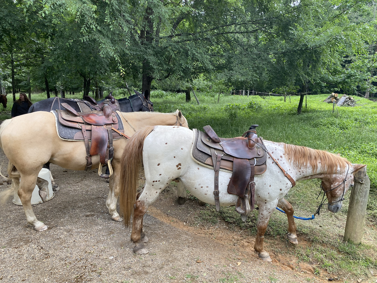 Two saddled horses standing in a shaded, grassy area.
