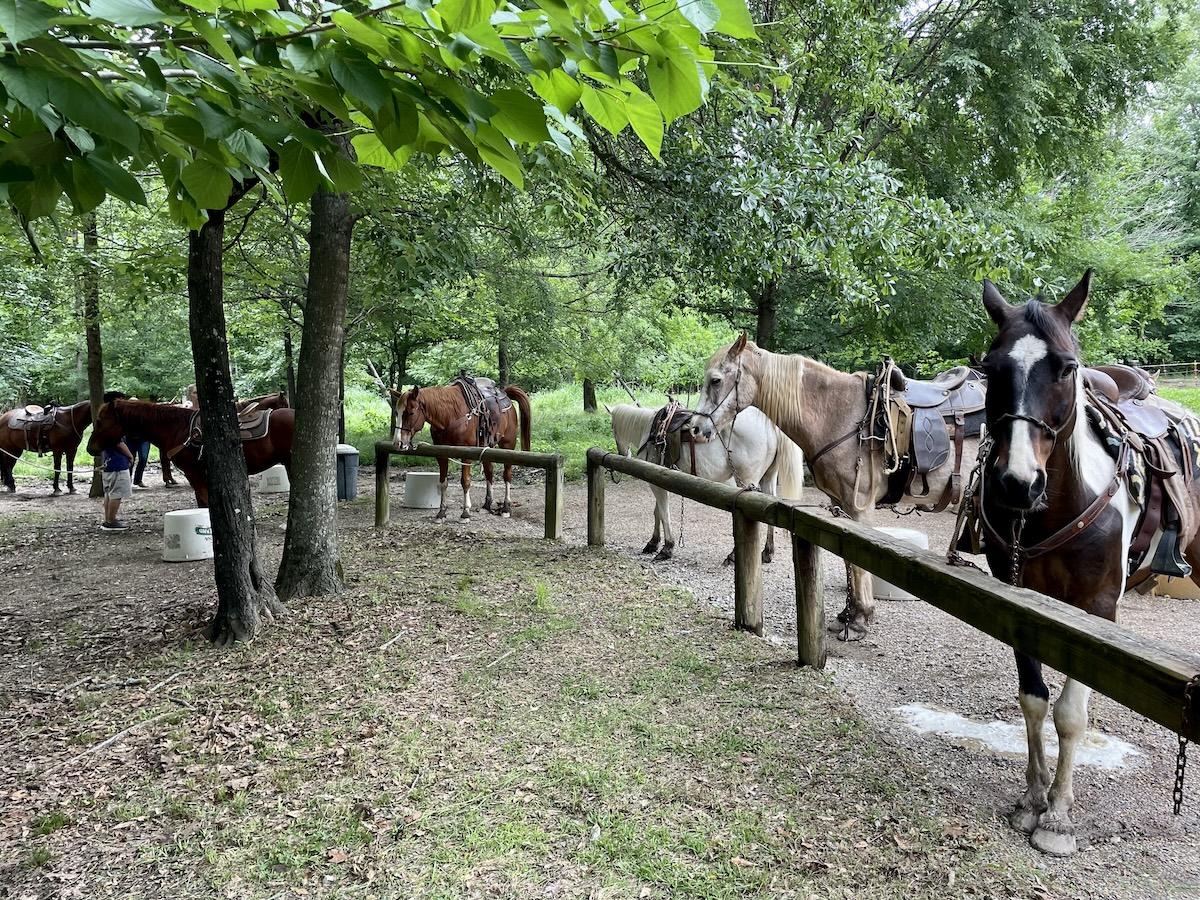 Horses tied to a wooden fence in a shaded, grassy area.