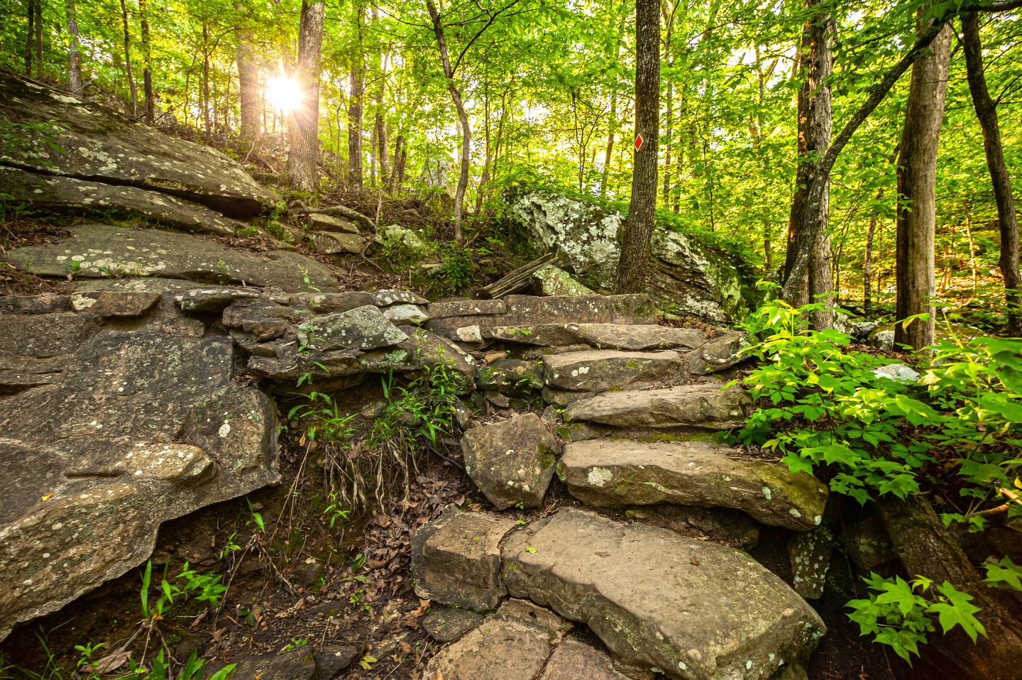 Sunlight filtering through green forest, rocky path in the foreground.