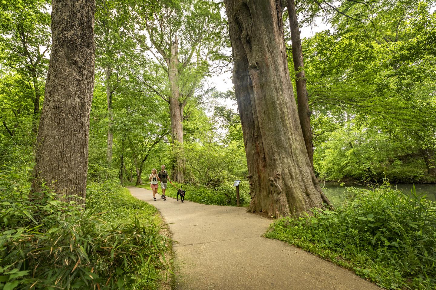 Paved path through lush green forest with large trees and distant walkers.
