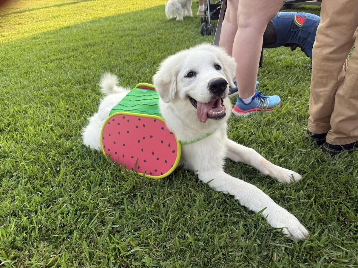 Dog in a watermelon costume lying on grass, smiling with tongue out.