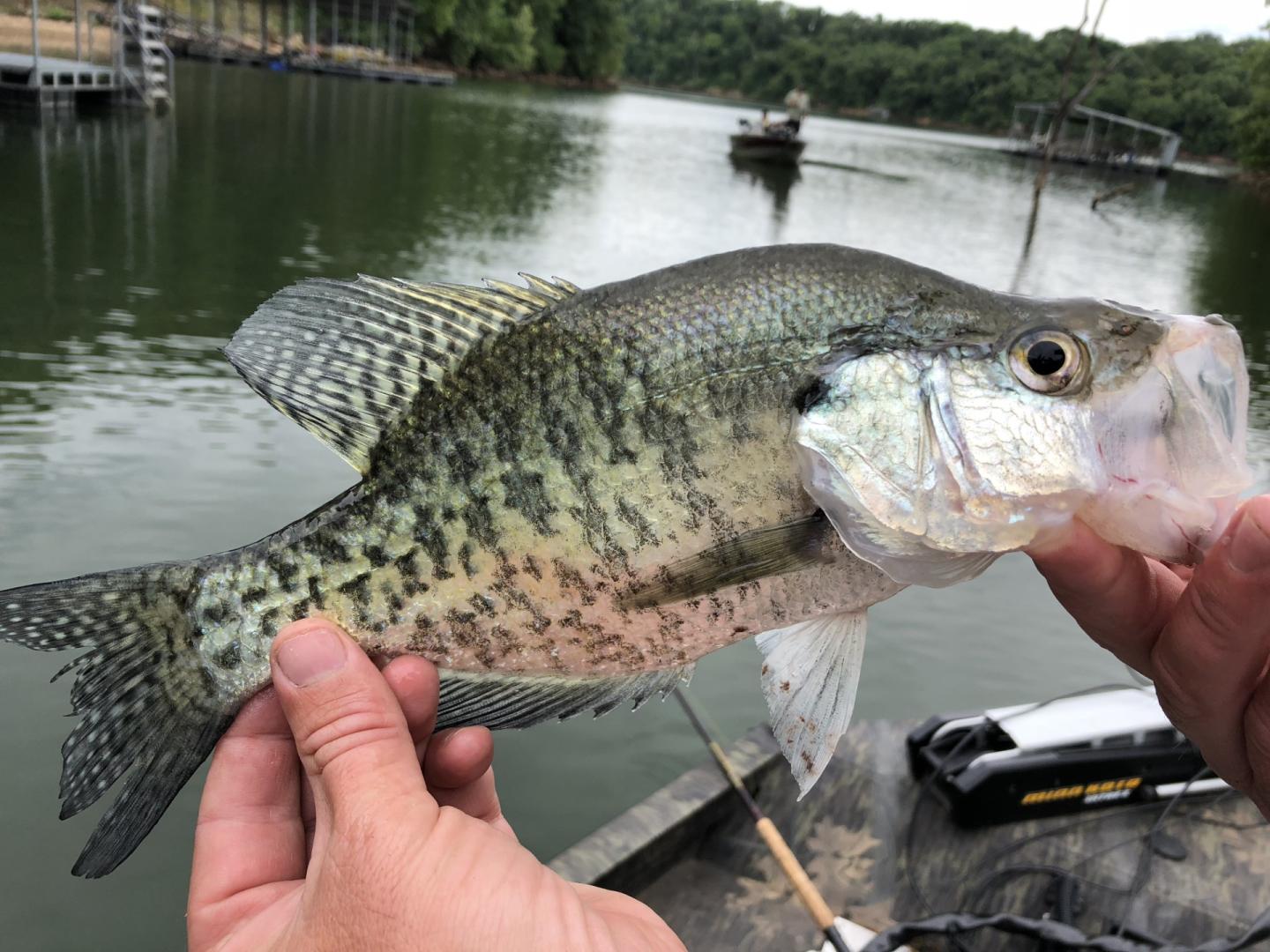 Hands holding a large crappie fish over a calm lake with trees in the background.