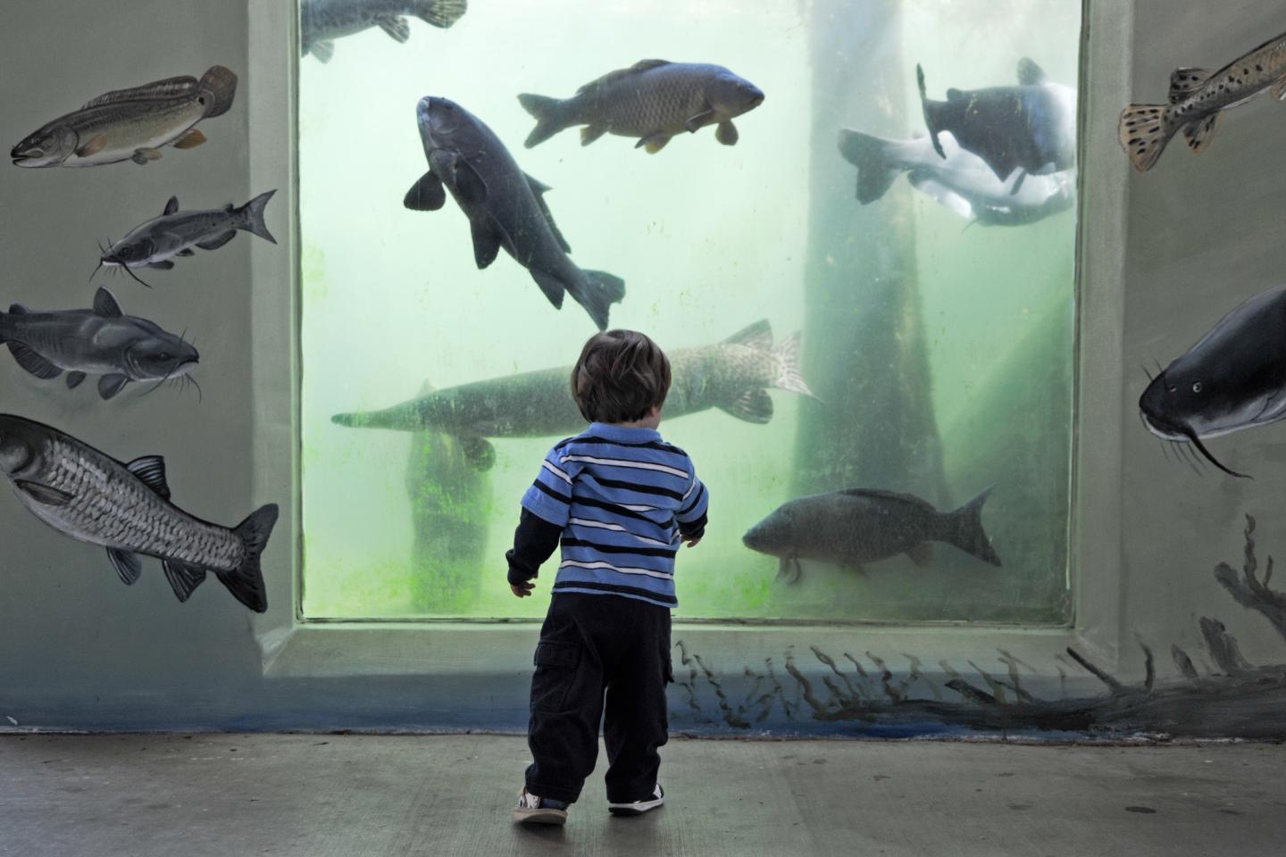 Child watching fish swim in a large aquarium tank.