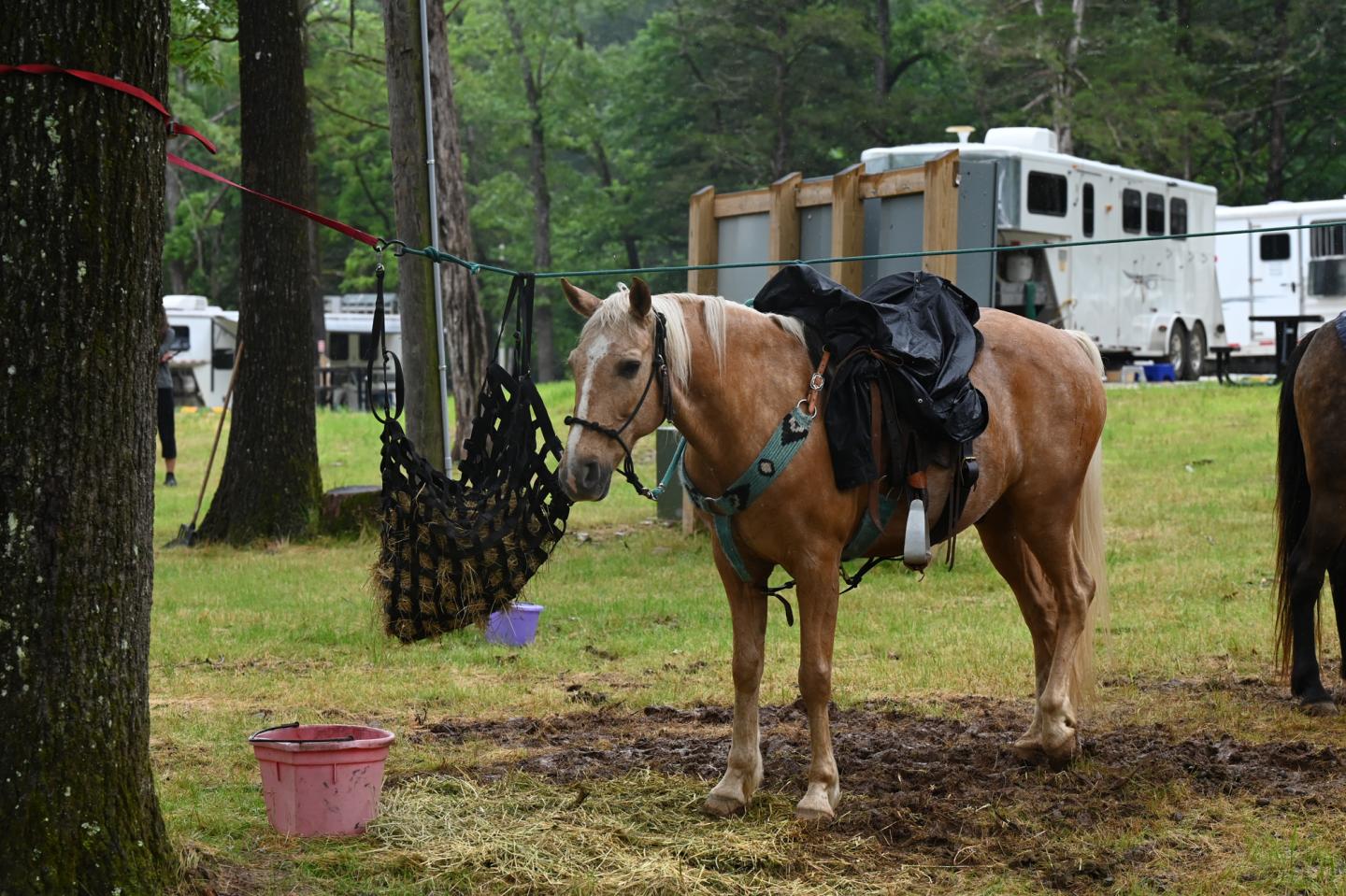Tan horse with saddle, tethered in a campsite with trees and trailers nearby.