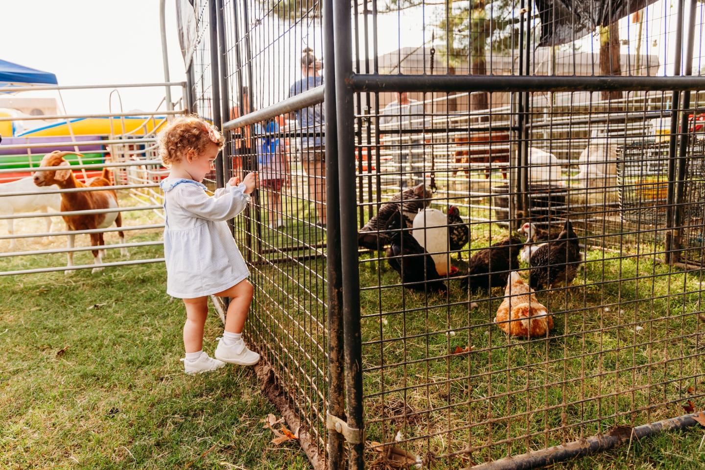 Toddler in white dress looking at chickens in a metal cage.