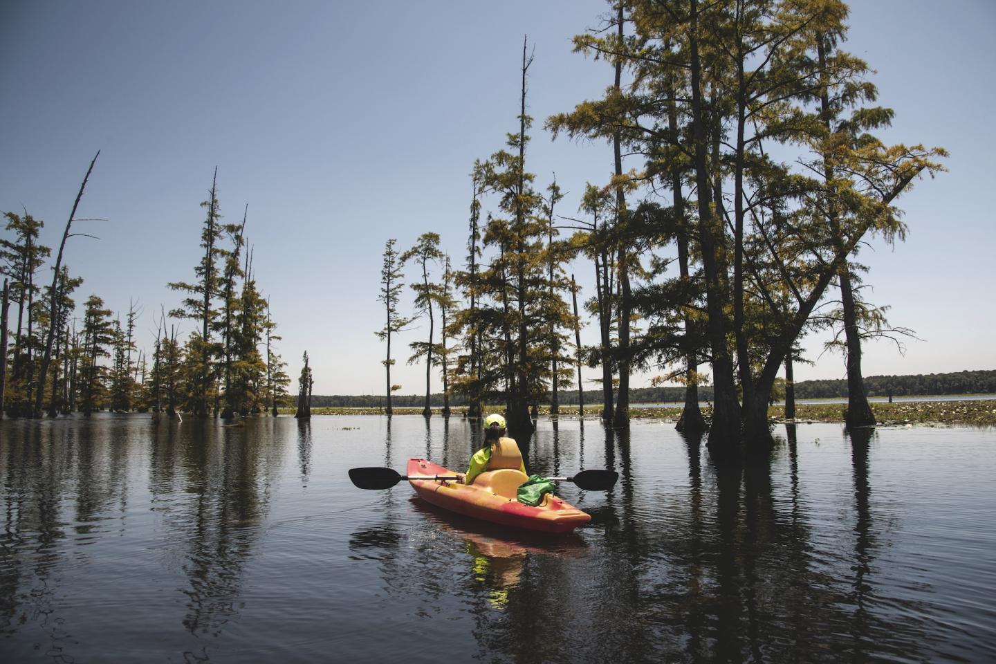 Kayaker paddling through a calm lake surrounded by tall trees.