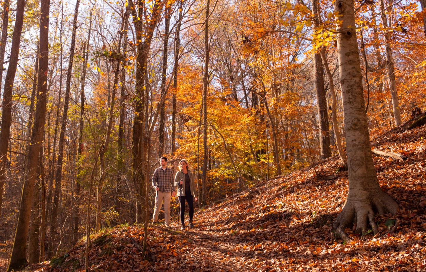 Couple walking in autumn forest with colorful leaves.