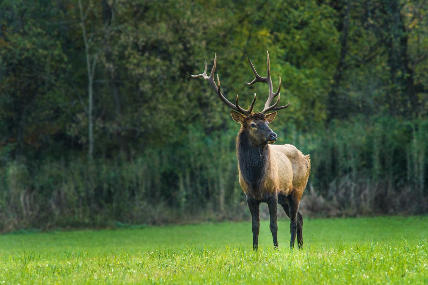 Bull elk standing on a lush green field, with a forest backdrop.