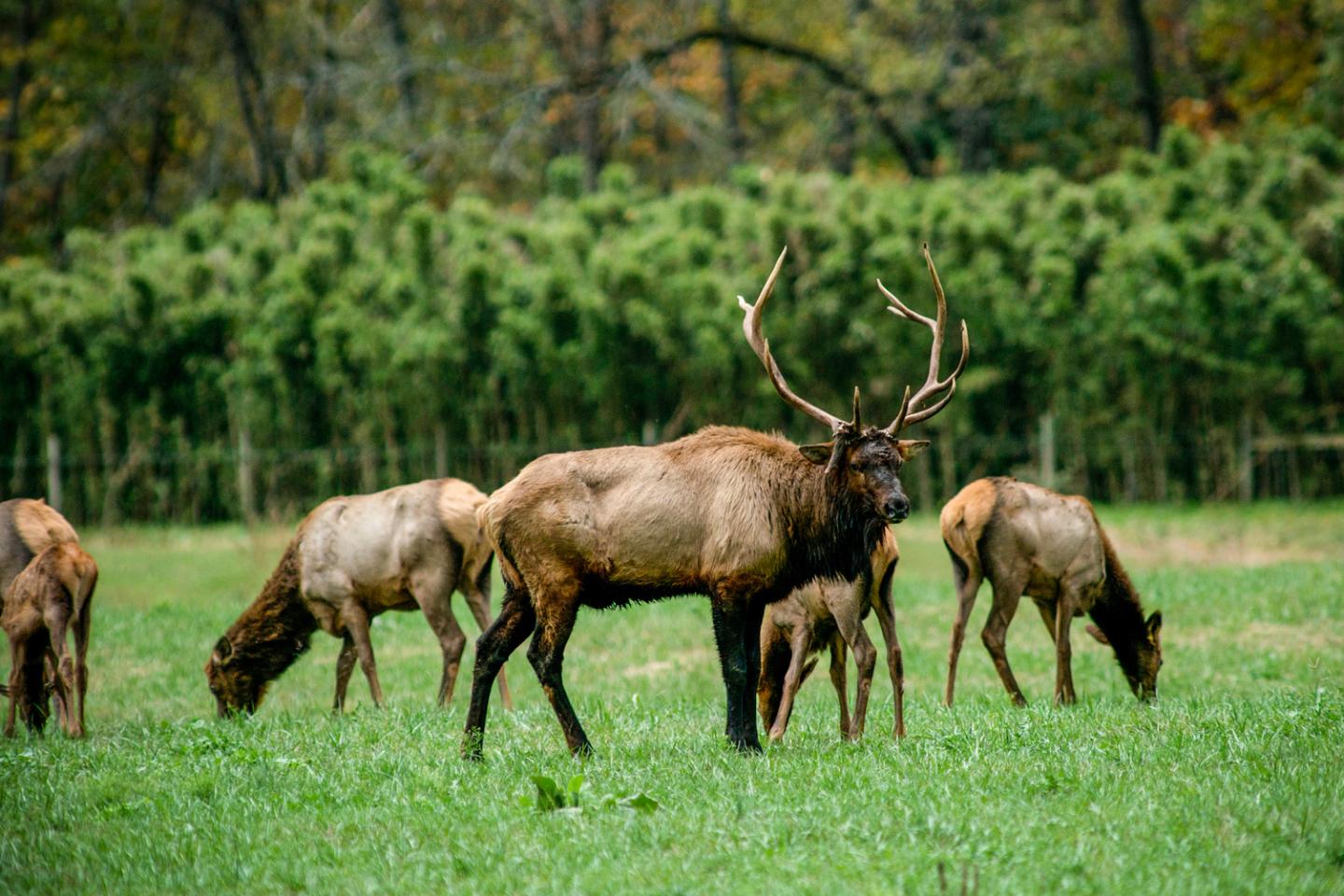 Elk grazing in a green field with forest background.