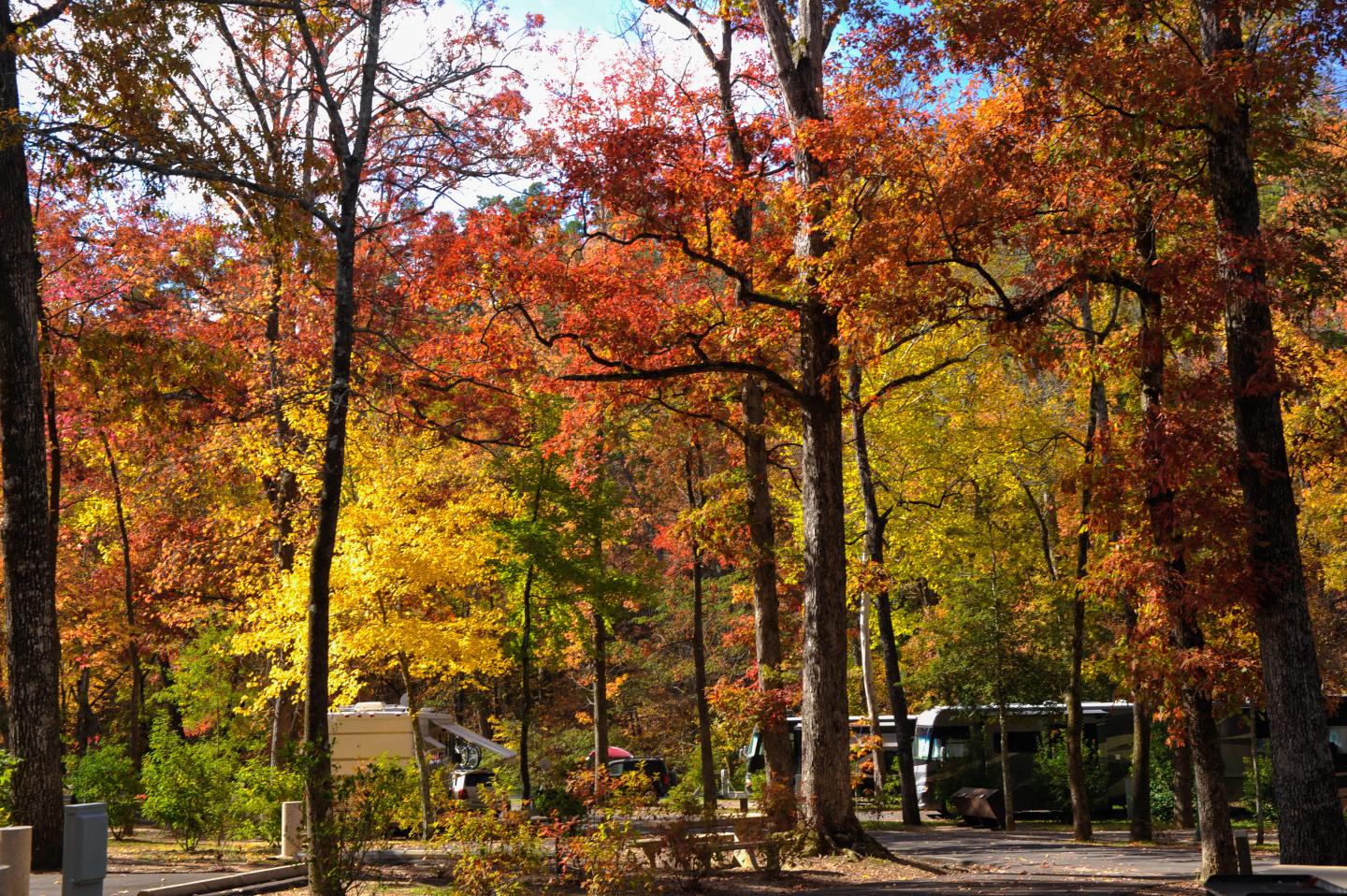 Autumn forest with vibrant orange and yellow foliage along a wooded path.