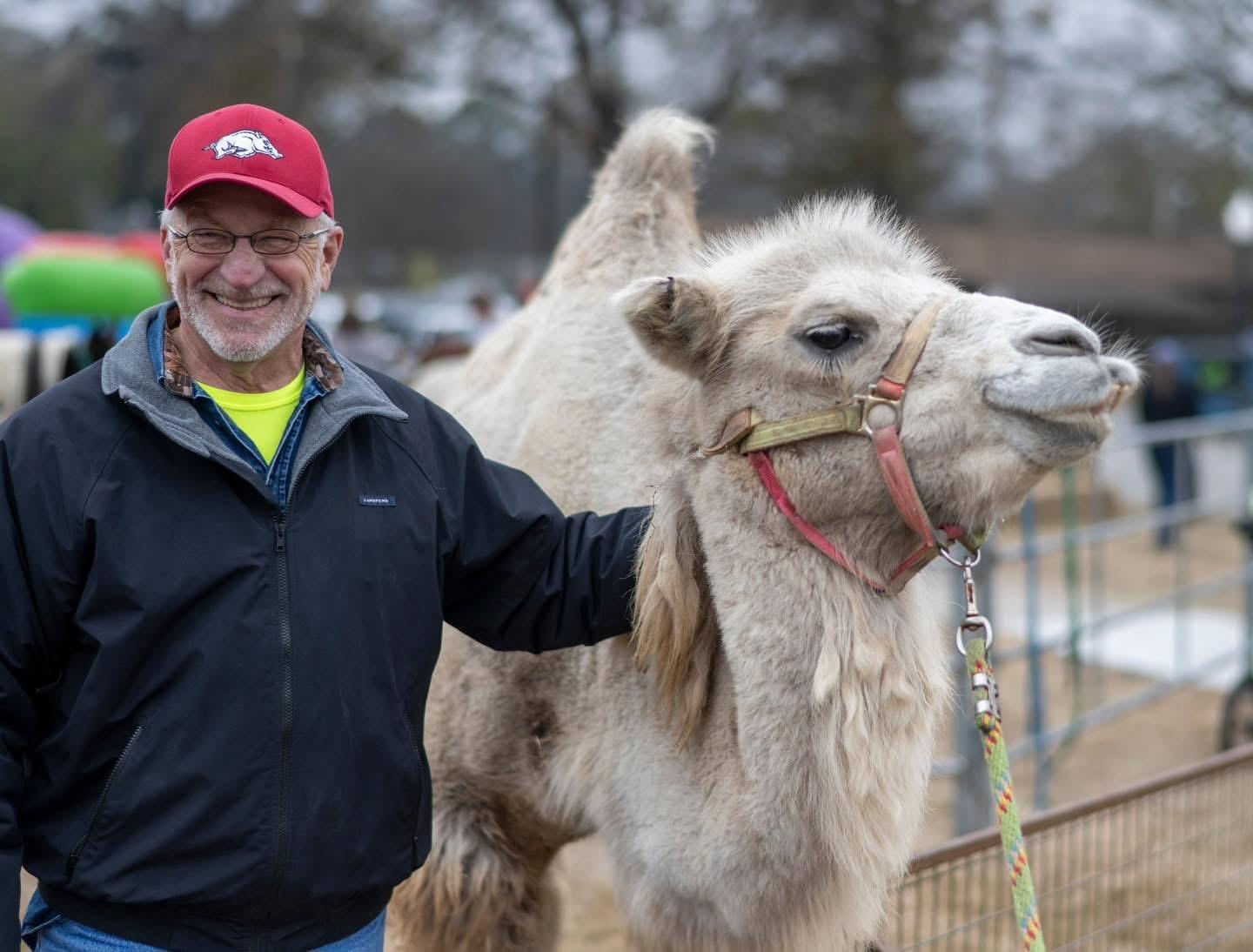 Man in red cap stands beside a calm camel wearing a halter.