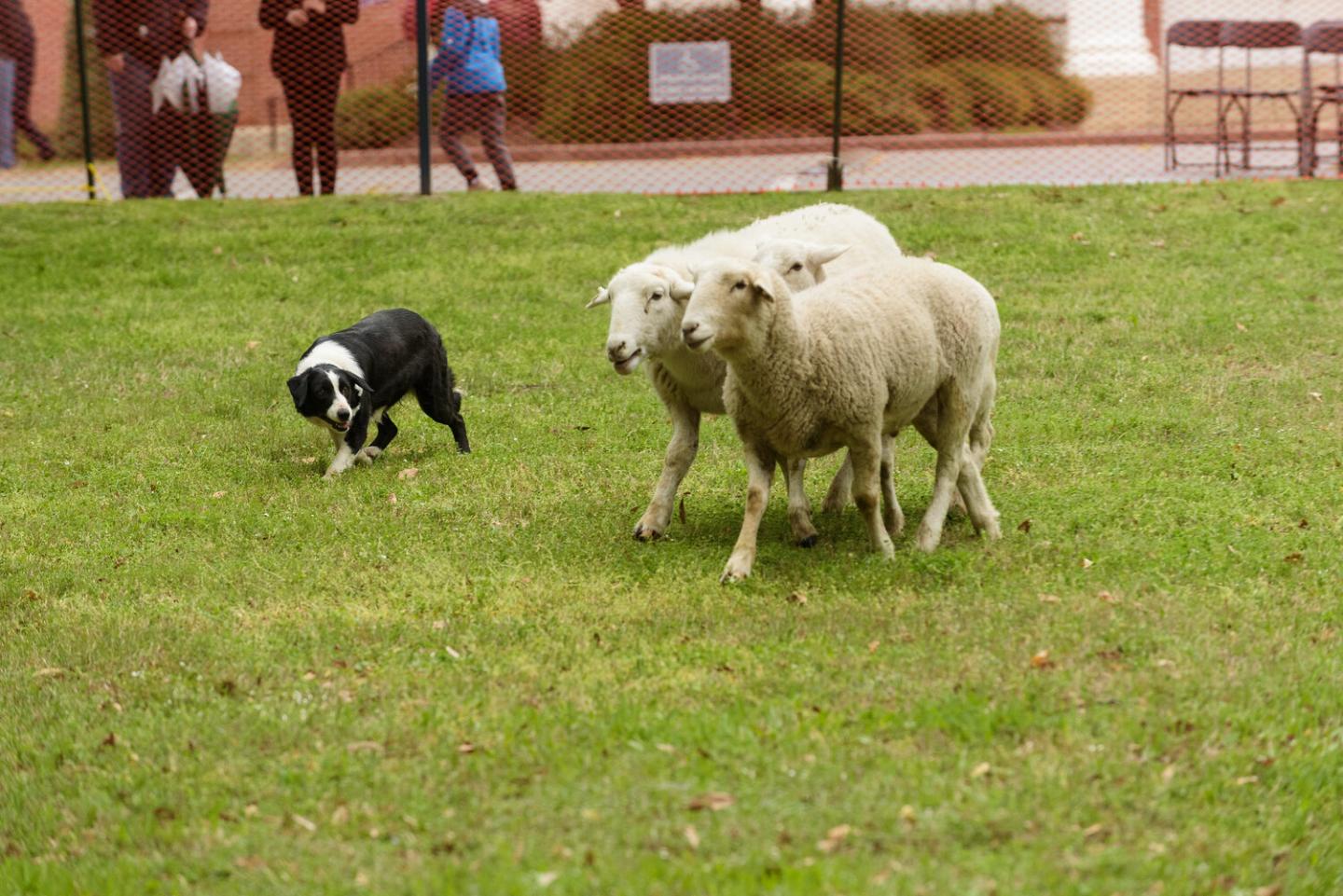 Sheep grazing in a grassy field, with people and a fence in the background.