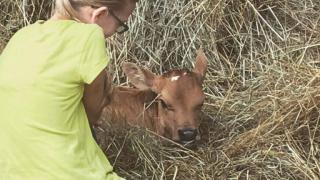 Dogwood Hills Guest Farm