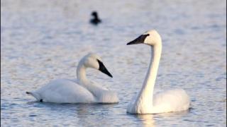 Trumpeter Swans in Heber Springs