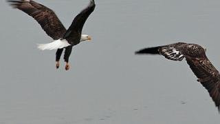 Eagles in Central Arkansas