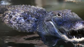 Alligators in Arkansas