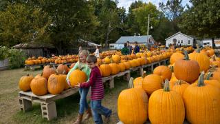 Pumpkin Hollow offers fun for all ages