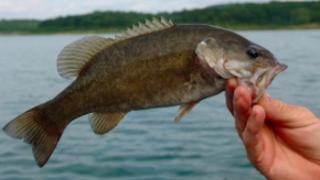 Smallmouth Bass 