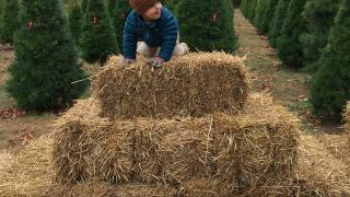 Johnson Family Christmas Tree Farm