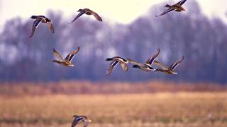 Ducks in flight