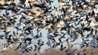 Snow geese in Southeast Arkansas