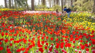 Garvan Woodland Gardens