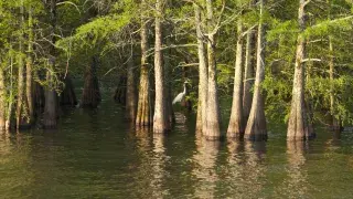 Lake Chicot State Park - Waterfowl