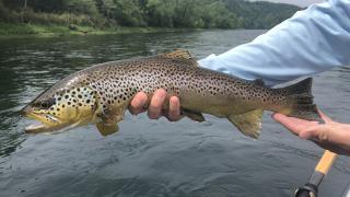 White River brown trout