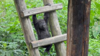 The Little Rock Zoo 