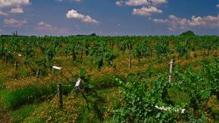 Wiederkehr Wine Cellar & Vineyard