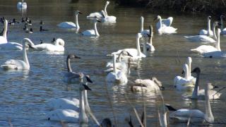 Trumpeter Swans on Magness Lake