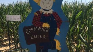 Peebles Farm and Corn Maze