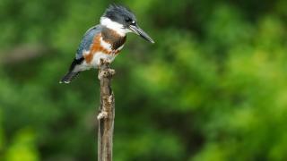 Belted Kingfisher - Birding in Arkansas