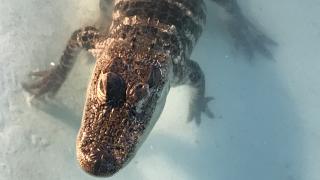 The Arkansas Alligator Farm in Hot Springs 