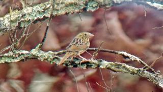 Henslows sparrow Ammodramus henslowii in Arkansas