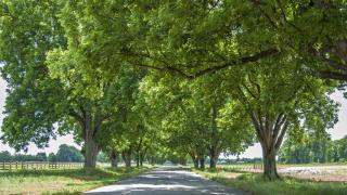Pecan trees in Scott