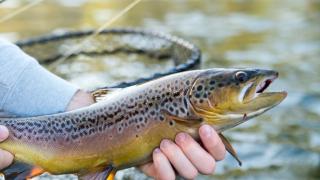 Trout from White River