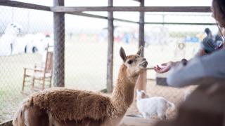 Spend some time at the barnyard at Peebles Farm and Corn Maze