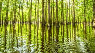 The St. Francis National Forest covers over 22,000 acres in the Lower Delta