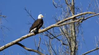 Bald Eagle on the White River in Lakeview