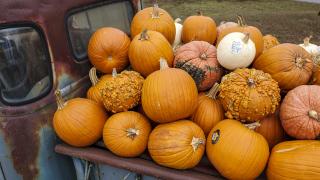 Pumpkins at the Clinton Pottery Shoppe