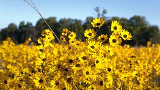 Downs Prairie Natural Area in De Valls Bluff