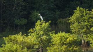 Egret at Lake Chicot State Park