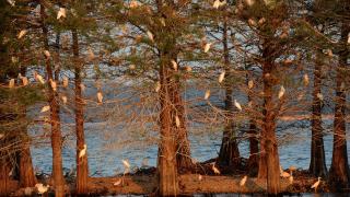 Bird Island Tours at Lake Ouachita State Park