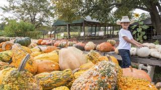 Pumpkin Hollow in Piggott